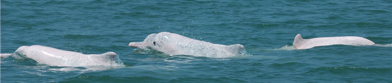 The scientific “mug shot” of Sousa chinensis primarily shows the clear dorsal fin rays used to identify each dolphin.