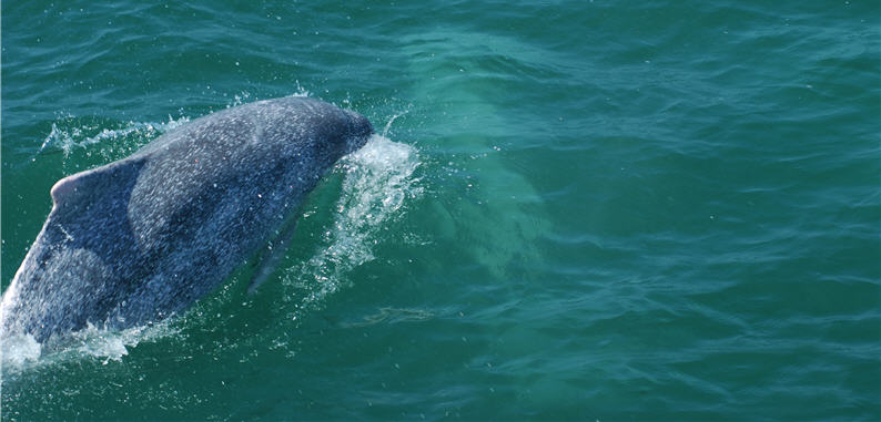 The scientific “mug shot” of Sousa chinensis primarily shows the clear dorsal fin rays used to identify each dolphin.