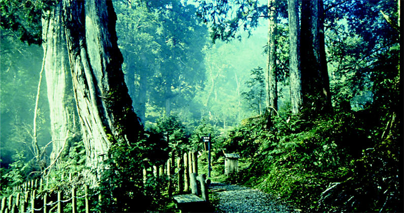 The Chilan Divine Trees Zone, located on Route 100 of Forest Road at an altitude of 1,760 m, is the major tourist attraction in the Chilanshan cypress forests.