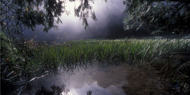 Sparganium fallax Graedner are very rare plants could found beside the Yuanyang Lake.