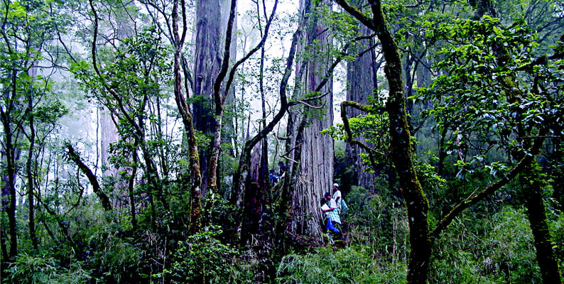 Taiwan Yellow Cypress forest in Mt. Bu Plngan and a sky-reaching giant tree that has seen thousands of years of history.