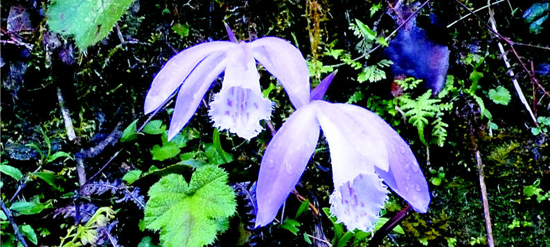 Pleione formosana Hayata is a native orchid in the mountains of Taiwan.