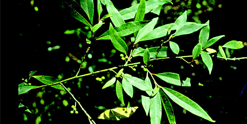 Litsea cubeba Lour , or “Magau” as the Atayal tribe calls it, is an important part of the Atayal tribe's diet and also a spiritual symbol that brings the tribe closer together.
