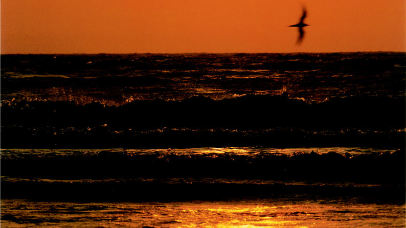 The sea gull is the loner on the sea. A pair of sturdy wings flies across the evening sky like a brush stroke.
