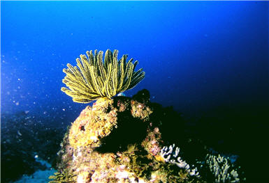 Commissioned by KNP: Wang was to shoot a documentary titled “The Beauty of Coral”