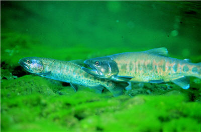 Commissioned by SNPH, Wang was fortunate and honored to be the first photographer to go into its mountains to take pictures of Oncorhynchus masou formosanus