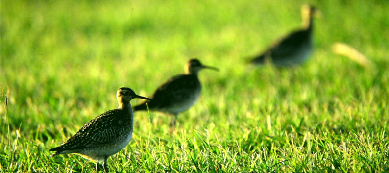 There are many species in Kenting area.KTNPH expects our nationals to advance in conservation and work harder to protect the natural environment.