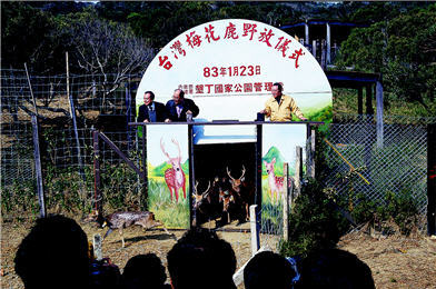 Jan. 23, 1994. The First free-ranging of Formosan sika deer