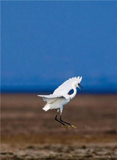Tai-chiang National Park is the paradise for birds. The picture is an Egret gracefully spreading its wings by the water. / by Wen-chin Su