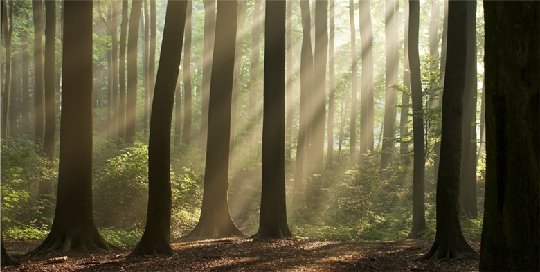 Withering and flourishing represents the Earth's circle of life.photo was taken by SPNP pass through the footpath of Tao Shan waterfall./Zhi-ping Chen