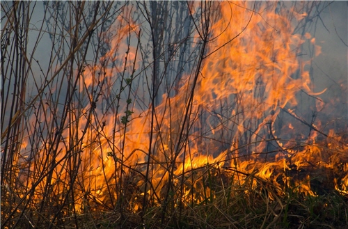 Ashes derived from wild fires provide the best source of nutrients for the forests./ by Valeriy