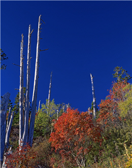 Forests full of green is the gift from typhoons, fires and mudslides. / by Rongchin Yu