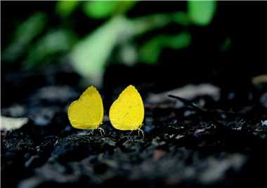 Forests full of green is the gift from typhoons, fires and mudslides. The  picture above is Eurema blanda ar sakia (Fruhstorfer)./ by Zhi-ping Chen