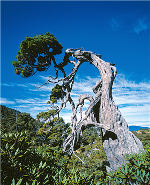 Wes hould respect the perseverance demonstrated by all the living beings when face the challenges posed by severe weather patterns./ by Rongchin Yu
