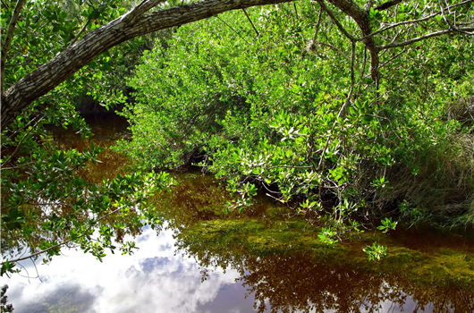 This is neither the Amazon River nor Venice, but Taijiang National Park./ by Wan-Ching Lai.