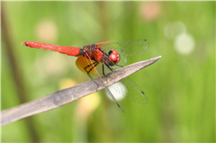Red Dragonfly