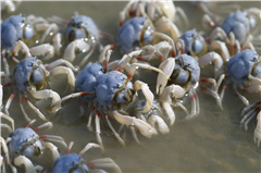 Soldier Crabs