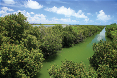 Taijiang National Park is the first of its kind featuring wetlands in Taiwan. The water plants spreading over the area protect the land from tidal erosions and form many beautiful waterways./ by Zhi-xue Wu 