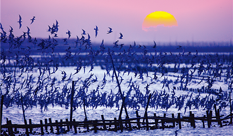 The lagoons in Tainan and the endless circle of life there are now protected by Taijiang National Park. They are the most valuable assests shared by all Taiwanese. / by Jin-yuan Dai