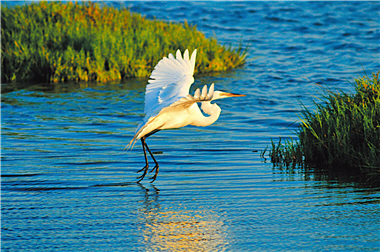 Taijiang National Park is the paradise for birds. The picture shows an Egret gracefully spreading its wings by the water. / by Kevin