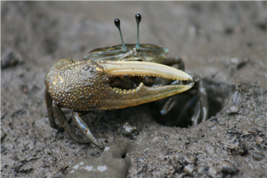 The lovely fiddler crabs can be spotted everywhere in Tai-chiang National Park./ By Wan-ching Lai.
