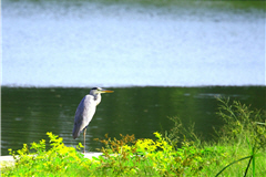 Black-faced Spoonbills