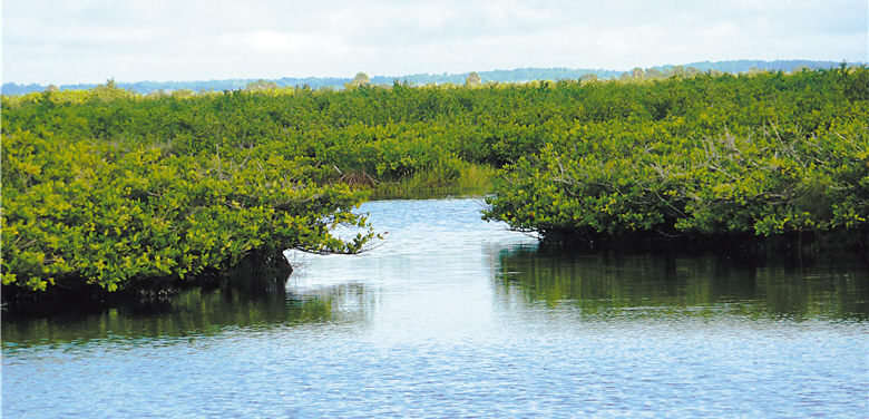 The landscape and the periphery of Canaveral National Seashore are highly similar to those of Taijiang Natinal Park. / by Ling Lin.