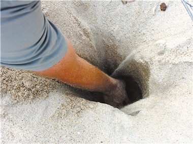 The seacoast is an important place for Loggerhead Turtles and Green Turtles to lay eggs. Sand screens are placed at the mouth of a cave to prevent the racoons from stealing the eggs. The pictures show the process of species counting research./ by Ling Lin.