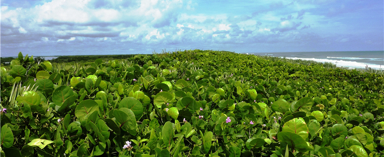 Canaveral National Seashore at the south of Florida has unique shallow-water swamps and retains the most prestine look of the coastline./ by Ling Lin.