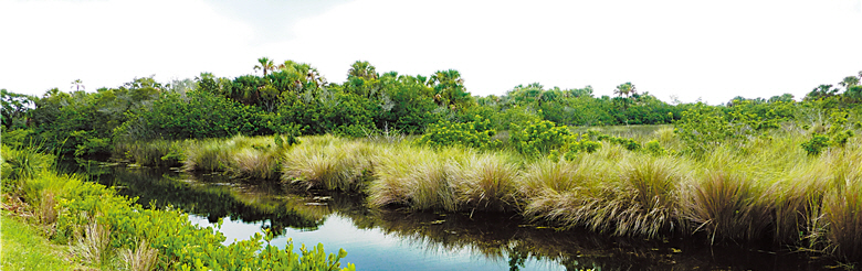 Canaveral National Seashore at the south of Florida has unique shallow-water swamps and retains the most prestine look of the coastline./ by Ling Lin.