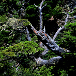 Extract of Taxus sumatrana (Miq.) de Laub is used to contain some malignant tumors. ／ Photo provided by Tzen-yuh Chiang