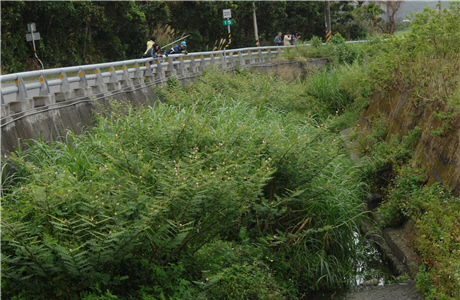 Mimosa pigra L grows at 9,000 seeds per square meter
