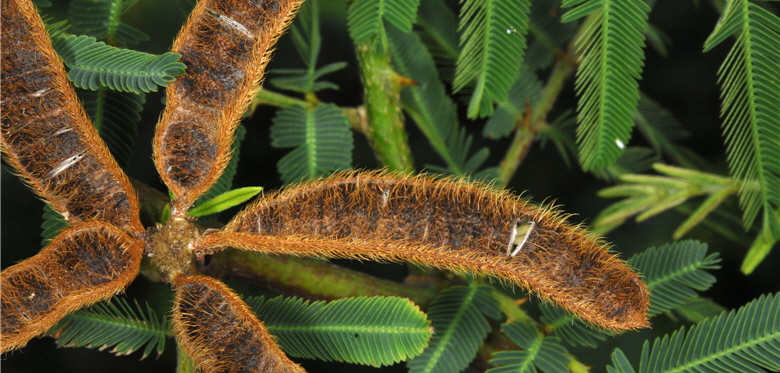 It has been spotted in riverbeds, roadsides and costal silted land in Taitung