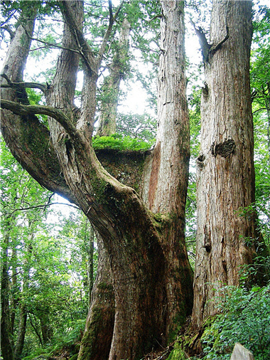 Extract of Taxus sumatrana (Miq.) de Laub is used to contain some malignant tumors. ／ Photo provided by Tzen-yuh Chiang