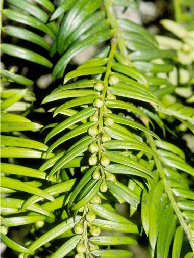 Highly durable, Chamaecyparis formosensis Matsumura is regarded as high quality building materials and thus is coveted by illegal loggers./ by anching Lai