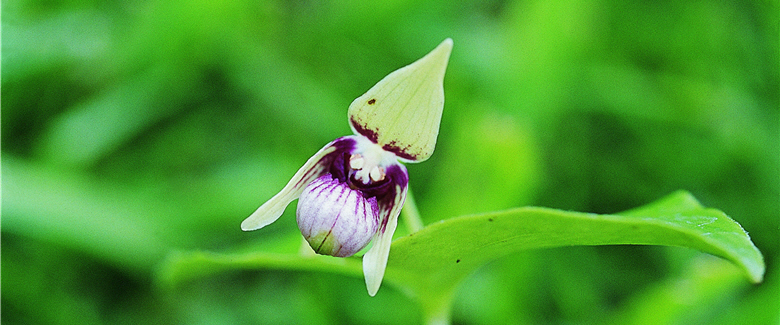 The budding flowers of Cypripedium formosanum Hayata are yellowish green and dainty.(The photo was taken on 2006. 5. 27)
