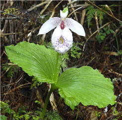 Cypripedium formosanum Hayata have leaves like a pair of fans facing each other.