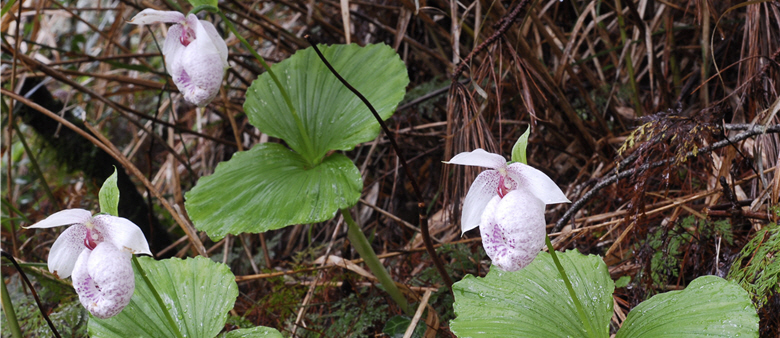Cypripedium formosanum Hayata are found mainly in humid forests at the Central Mountain Range over 2,000 meters in altitude.