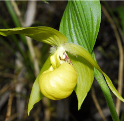 The yellow flowers of Cypripedium segawai Masam have no patch or pattern.