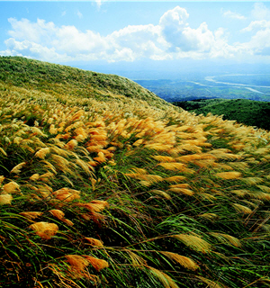 How could one miss this spectacle of a sea of silvergrass exclusive in Yangmingshan National Park? / Photo provided by YMSNP and taken by Zhi-ming Chen