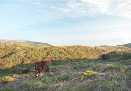 Cattle are grazing on the meadow in a backdrop of silvergrass on Cingtiangang Grassland. / by Matt