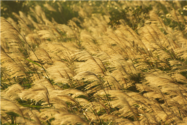How could one miss this spectacle of a sea of silvergrass exclusive in Yangmingshan National Park? / Photo taken by Fu-kang Xu.
