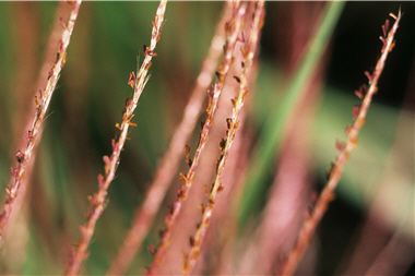 When the tassels of slivergrass come off, they would split like a broom./ Photo provided by YMSNP and taken by Cheng-ming Liu.
