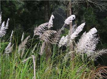 Saccharum spontaneum L.