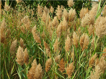 Phragmites australis (Cav.) Trin. ex Steud.