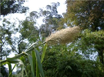 Arundo donax L.