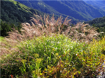 Miscanthus sinensis Anderss var. glaber (Nakai) J.T.Lee.
