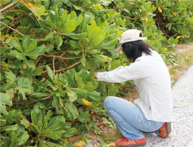 Conservation, cultivation and restoration are the important duties of the researchers on the island. /Photo provided by Wei-chien Lai