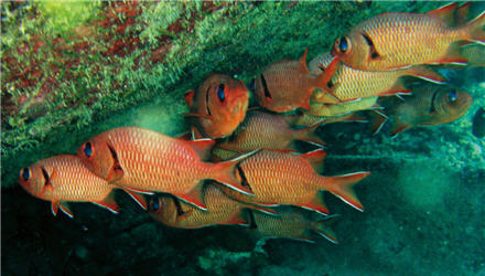 The shipwreck under the sea is the place where the currents are turbulent, and the dangerous landscape has formed an undisturbed garden of marine ecology. /by Yi-chuan Chiu