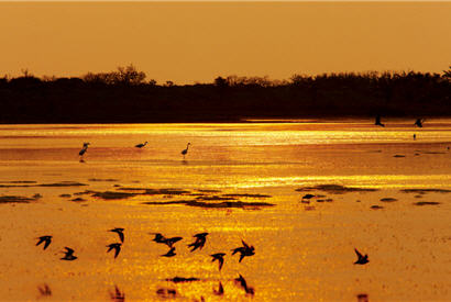 The lagoon at the sunset shows its most stunning beauty; it is touching to see the sunset and the birds' feathers shine and reflect each other. / by Jin-yuan Dai